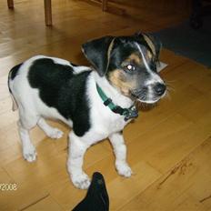 Dansk svensk gaardhund Cocio