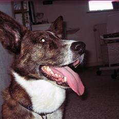 Welsh corgi cardigan Hugo