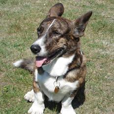Welsh corgi cardigan Hugo