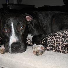 Amerikansk staffordshire terrier Tyson R.I.P. 2006-2010