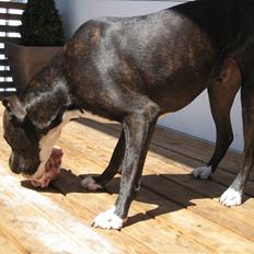 Amerikansk staffordshire terrier Tyson R.I.P. 2006-2010