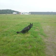 Blanding af racer Bella