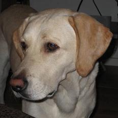 Labrador retriever Castro