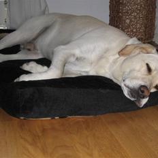 Labrador retriever Castro