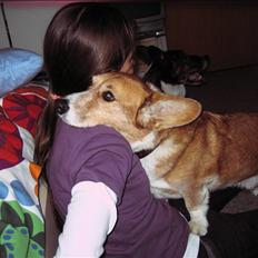 Welsh corgi cardigan Frederik † 17/12-2008 f.
