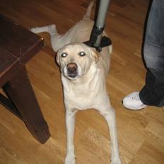 Labrador retriever Castro
