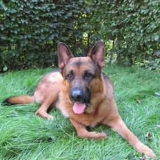 Schæferhund Kanto R.I.P.