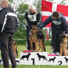 Schæferhund Kanto R.I.P.