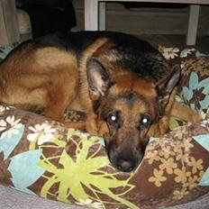 Schæferhund Kanto R.I.P.