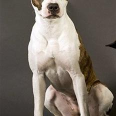 Amerikansk staffordshire terrier *Kiara Tutela* 
