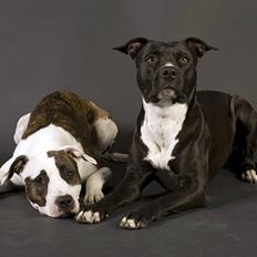 Amerikansk staffordshire terrier *Kiara Tutela* 