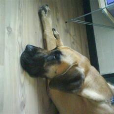 Grand danois Tarzan *DØD*