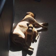 Amerikansk staffordshire terrier mini  R.I.P 15/9.10