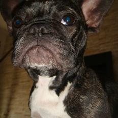 Fransk bulldog Mille