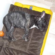 Fransk bulldog Mille