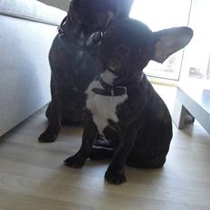 Fransk bulldog Mille