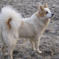 Norrbottenspids laika