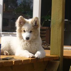 Norrbottenspids laika