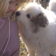 Norrbottenspids laika