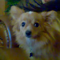 Blanding af racer Kratluskeren Monty RIP