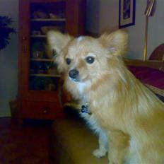 Blanding af racer Kratluskeren Monty RIP