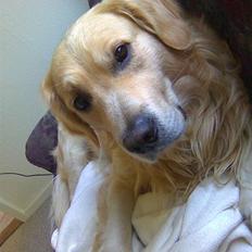 Golden retriever Bobbi