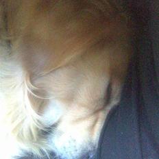 Golden retriever Bobbi