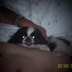 Pekingeser Cherrie d 2