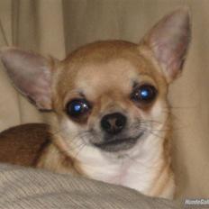 Chihuahua  ChiStars Al Capone DKCH