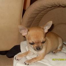Chihuahua  ChiStars Al Capone DKCH
