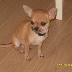 Chihuahua  ChiStars Al Capone DKCH