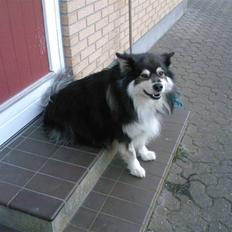 Finsk lapphund Teizon - *DØD*