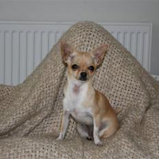 Chihuahua ¨˜”°º•Gucci•º°”˜¨