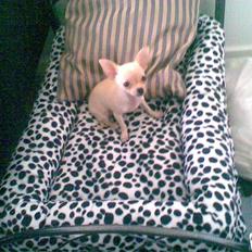 Chihuahua ¨˜”°º•Gucci•º°”˜¨