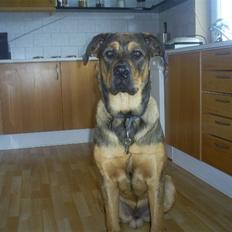 Blanding af racer Cæsar  *** RIP ***