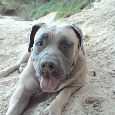 Boerboel boelsplaas Luffe