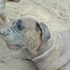 Boerboel boelsplaas Luffe