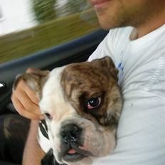 Engelsk bulldog Walther