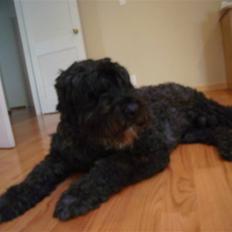 Bouvier des flandres Buffer
