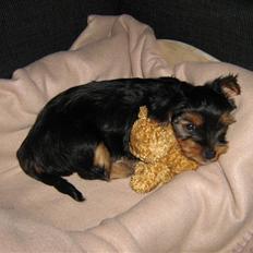 Yorkshire terrier CoCo
