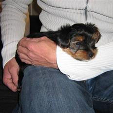 Yorkshire terrier CoCo