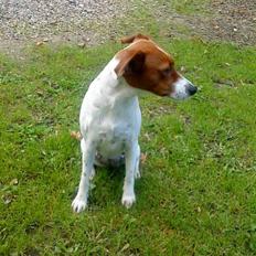 Dansk svensk gaardhund Daisy