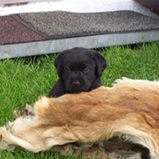 Labrador retriever Soukie