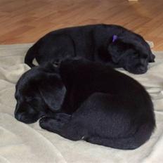 Labrador retriever Soukie