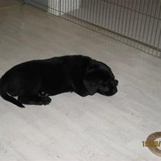 Labrador retriever Soukie