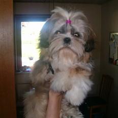 Shih tzu Puk
