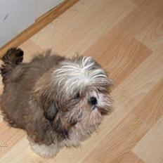 Shih tzu Puk