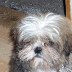 Shih tzu Puk