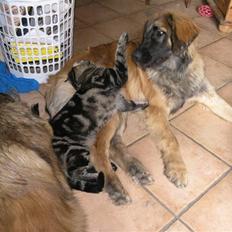 Leonberger JJ -egentlig Janis Joplin