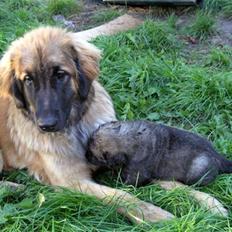 Leonberger JJ -egentlig Janis Joplin